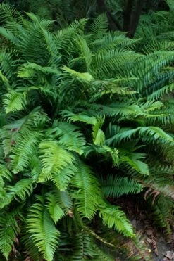 Western Sword Fern (Polystichum Munitum) - 1 Gallon Pot -Plant Promotion Store polystichum munitum western sword fern 8