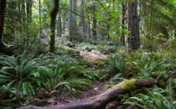 Western Sword Fern (Polystichum Munitum) - 1 Gallon Pot -Plant Promotion Store polystichum munitum western sword fern 9