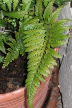 Korean Rock Fern - 1 Gallon Pot -Plant Promotion Store polystichum tsus simense korean rock fern 1 1