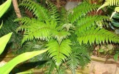 Korean Rock Fern - 1 Gallon Pot -Plant Promotion Store polystichum tsus simense korean rock fern 6 1