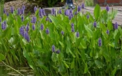 Heartleaf Purple Pickerel Weed (Pontaderia Cordata) - 6 Pack Of 1 Gallon Pot -Plant Promotion Store pontederia cordata pickerel weed 4