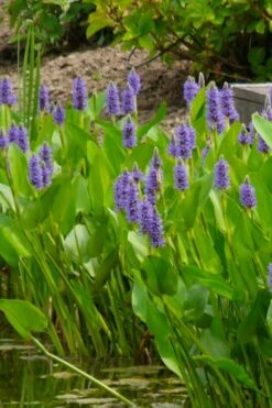 Heartleaf Purple Pickerel Weed (Pontaderia Cordata) - 6 Pack Of 1 Gallon Pot -Plant Promotion Store pontederia cordata pickerel weed 5