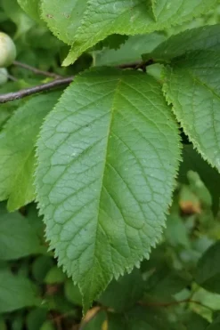 American Wild Plum Tree (Prunus Americana) - 3 Gallon Pot 14 American Wild Plum Tree (Prunus Americana) - 3 Gallon Pot -Plant Promotion Store prunus americana american wild plum tree 10