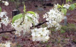 American Wild Plum Tree (Prunus Americana) - 3 Gallon Pot 15 American Wild Plum Tree (Prunus Americana) - 3 Gallon Pot -Plant Promotion Store prunus americana american wild plum tree 11