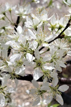 American Wild Plum Tree (Prunus Americana) - 3 Gallon Pot 11 American Wild Plum Tree (Prunus Americana) - 3 Gallon Pot -Plant Promotion Store prunus americana american wild plum tree 5