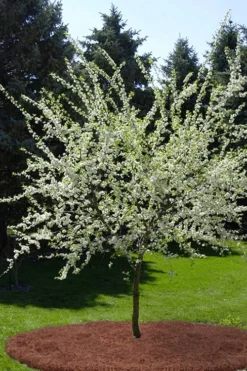 American Wild Plum Tree (Prunus Americana) - 3 Gallon Pot 13 American Wild Plum Tree (Prunus Americana) - 3 Gallon Pot -Plant Promotion Store prunus americana american wild plum tree 9