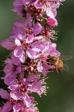 Pink Flowering Afghan Bush Cherry (Prunus Jacquemontii) - 3 Gallon Pot 8 Pink Flowering Afghan Bush Cherry (Prunus Jacquemontii) - 3 Gallon Pot -Plant Promotion Store prunus jaquemonti afghan bush cherry 1