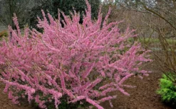 Pink Flowering Afghan Bush Cherry (Prunus Jacquemontii) - 3 Gallon Pot 9 Pink Flowering Afghan Bush Cherry (Prunus Jacquemontii) - 3 Gallon Pot -Plant Promotion Store prunus jaquemonti afghan bush cherry 6