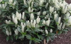 Zabel Laurel (Prunus Laurocersasus 'Zabeliana') - 6 Pack Of 1 Gallon Pots -Plant Promotion Store prunus laurocerasus zabeliana zabel cherry laurel 1