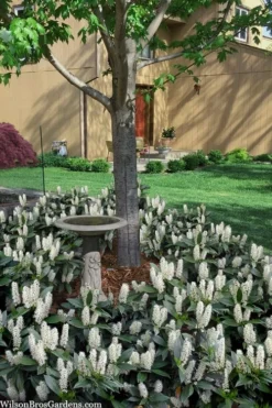 Zabel Laurel (Prunus Laurocersasus 'Zabeliana') - 6 Pack Of 1 Gallon Pots -Plant Promotion Store prunus laurocerasus zabeliana zabel cherry laurel 2