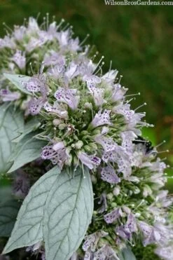 Silver Leaf Mountain Mint (Pycnanthemum Incanum) - 1 Gallon Pot -Plant Promotion Store pycnanthemum incanum hoary silver leaf mint 1