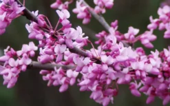 Eastern Redbud - 5 Gallon Pot -Plant Promotion Store redbud Eastern Tree Flowers