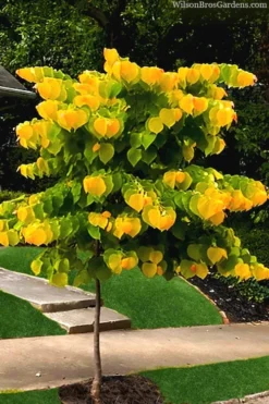 The Rising Sun Redbud Tree - 5 Gallon Pot -Plant Promotion Store redbud rising sun 52