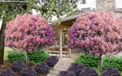 Rosalinda Indian Hawthorn Single Trunk Tree - 7 Gallon Pot (6-7') -Plant Promotion Store rhaphiolepis rosalind majestic beauty indian hawthorn tree 8