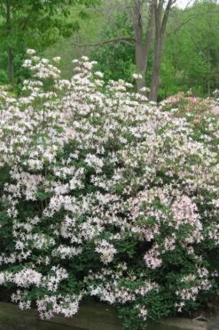 Coastal Azalea (Rhododendron Atlanticum) - 1 Gallon Pot -Plant Promotion Store rhododendron atlanticum coastal azalea 1