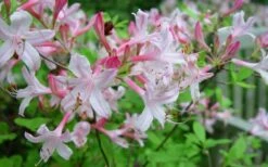 Coastal Azalea (Rhododendron Atlanticum) - 1 Gallon Pot -Plant Promotion Store rhododendron atlanticum coastal azalea 7