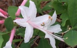 Coastal Azalea (Rhododendron Atlanticum) - 1 Gallon Pot -Plant Promotion Store rhododendron atlanticum coastal azalea 8