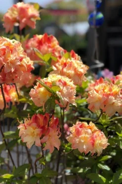 Cannon's Double Exbury Azalea (Rhdodendron) - 2 Gallon Pot -Plant Promotion Store rhododendron cannons double azalea 2