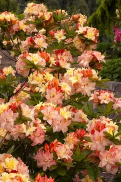 Cannon's Double Exbury Azalea (Rhdodendron) - 2 Gallon Pot -Plant Promotion Store rhododendron cannons double azalea 3