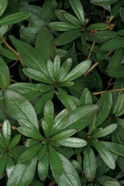 Congo Purple Azalea - 3 Gallon Pot -Plant Promotion Store rhododendron congo robin hill hybrid azalea 4