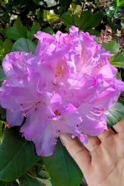 Minnetonka Rhododendron - 2 Gallon Pot