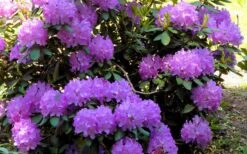 Minnetonka Rhododendron - 2 Gallon Pot -Plant Promotion Store rhododendron minnetonka 6