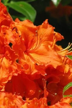 Nathan Bedford Forrest Native Azalea (Rhododendron) - 1 Gallon Pot