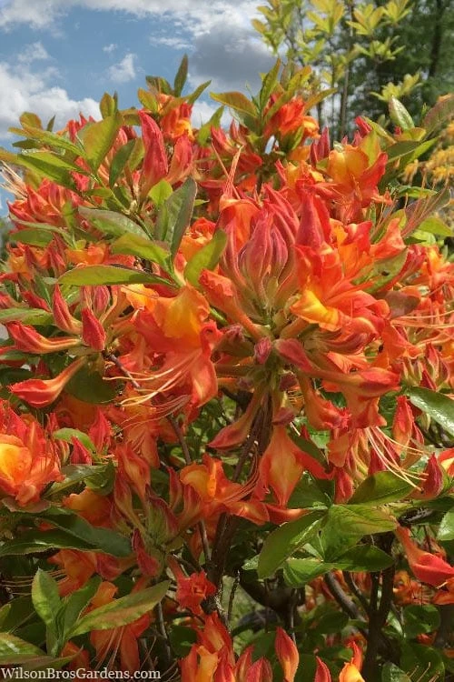 Smitty's Orange Crush Native Azalea (Rhododendron X) - 3 Gallon Pot 4 Smitty's Orange Crush Native Azalea (Rhododendron X) - 3 Gallon Pot - Image 4