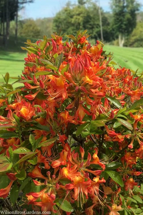 Smitty's Orange Crush Native Azalea (Rhododendron X) - 3 Gallon Pot 1 Smitty's Orange Crush Native Azalea (Rhododendron X) - 3 Gallon Pot