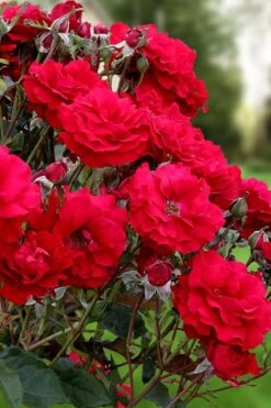 Oh My! Floribunda Tree Rose - 7 Gallon Pot -Plant Promotion Store rosa oh my floribunda rose 2