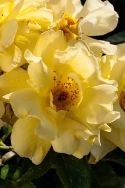 Lemon Drift Groundcover Rose - 2 Gallon Pot -Plant Promotion Store rose lemon drift 1