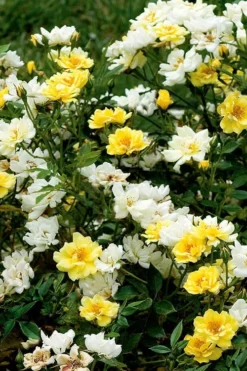 Lemon Drift Groundcover Rose - 2 Gallon Pot -Plant Promotion Store rose lemon drift 5