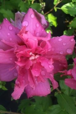 Lucy Rose Of Sharon (Single Trunk Tree) - 7 Gallon Pot (3-4') -Plant Promotion Store rose of sharon lucy 5 1