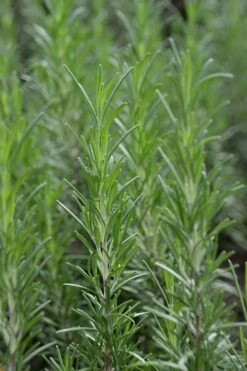 Madeline Hill Rosemary - 1 Gallon Pot -Plant Promotion Store rosmarinus officinalis madalene hill hardy rosemary 2