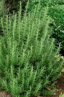Madeline Hill Rosemary - 1 Gallon Pot -Plant Promotion Store rosmarinus officinalis madalene hill hardy rosemary 5