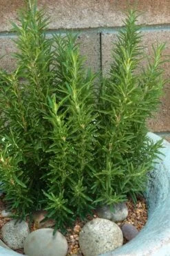 Madeline Hill Rosemary - 1 Gallon Pot -Plant Promotion Store rosmarinus officinalis madalene hill hardy rosemary 8