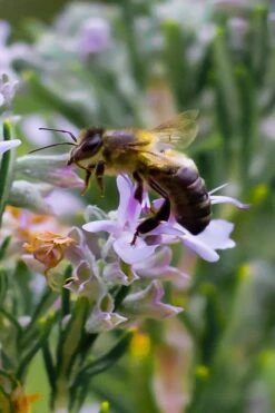 Salem Rosemary - 5 Pack Of Quart Pots -Plant Promotion Store rosmarinus officinalis salem rosemary 6