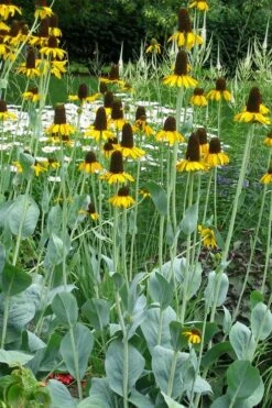 Great Coneflower (Rudbeckia Maxima ) - 6 Pack Of 1 Gallon Pots