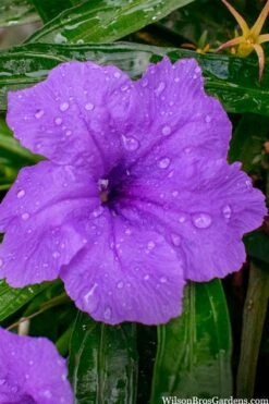 Katie Purple Dwarf Mexican Petunia (Ruellia) - 5 Pack Quart Pots -Plant Promotion Store ruellia katie purple dwarf mexican petunia 12