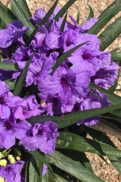 Katie Purple Dwarf Mexican Petunia (Ruellia) - 5 Pack Quart Pots -Plant Promotion Store ruellia katie purple dwarf mexican petunia 7