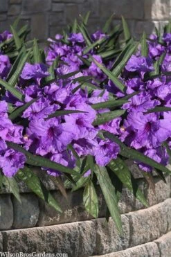 Katie Purple Dwarf Mexican Petunia (Ruellia) - 5 Pack Quart Pots -Plant Promotion Store ruellia katie purple dwarf mexican petunia 8