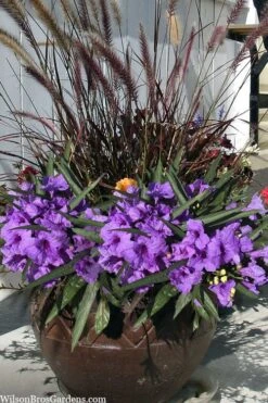 Katie Purple Dwarf Mexican Petunia (Ruellia) - 5 Pack Quart Pots -Plant Promotion Store ruellia katie purple dwarf mexican petunia 9