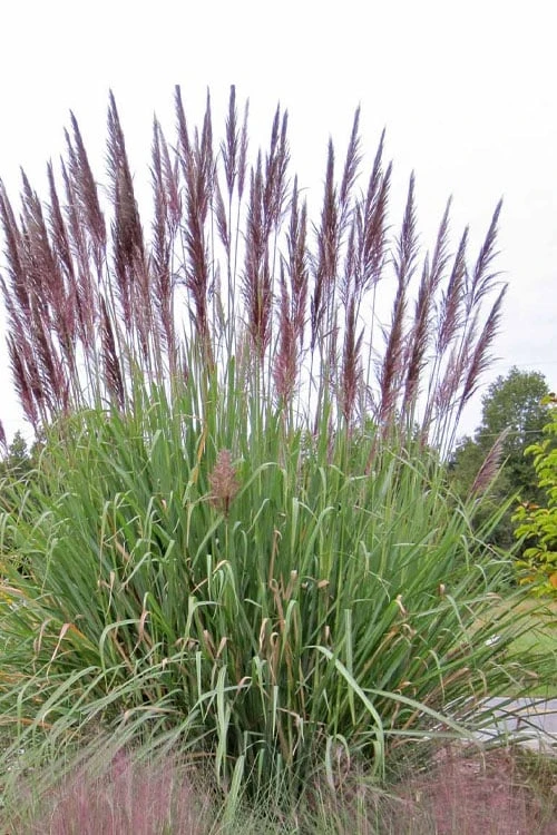 Ravenna Hardy Pampas Grass - 1 Gallon Pot 1 Ravenna Hardy Pampas Grass - 1 Gallon Pot