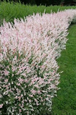 Flamingo Dappled Willow (Shrub Form) - 2 Gallon Pot -Plant Promotion Store salix integra flamingo dappled willow bush 4