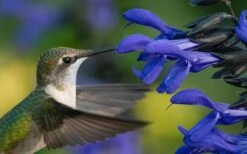 Black And Blue Salvia (Blue Anise Sage) - Salvia Guaranitica -1 Gallon Pot -Plant Promotion Store salvia guaranitica black and blue blue anise sage 22