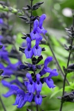 Black And Blue Salvia (Blue Anise Sage) - Salvia Guaranitica -1 Gallon Pot -Plant Promotion Store salvia guaranitica black and blue blue anise sage 24