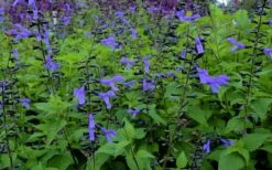 Black And Blue Salvia (Blue Anise Sage) - Salvia Guaranitica -1 Gallon Pot -Plant Promotion Store salvia guaranitica black and blue blue anise sage 27