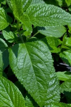 Black And Blue Salvia (Blue Anise Sage) - Salvia Guaranitica -1 Gallon Pot -Plant Promotion Store salvia guaranitica black and blue blue anise sage 28