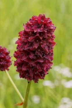 Great Burnet (Sanguisorba Officinalis) - 1 Gallon Pot 9 Great Burnet (Sanguisorba Officinalis) - 1 Gallon Pot -Plant Promotion Store sanguisorba officinalis great burnet 2