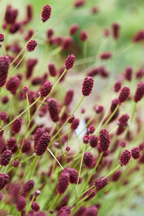 Great Burnet (Sanguisorba Officinalis) - 1 Gallon Pot 1 Great Burnet (Sanguisorba Officinalis) - 1 Gallon Pot